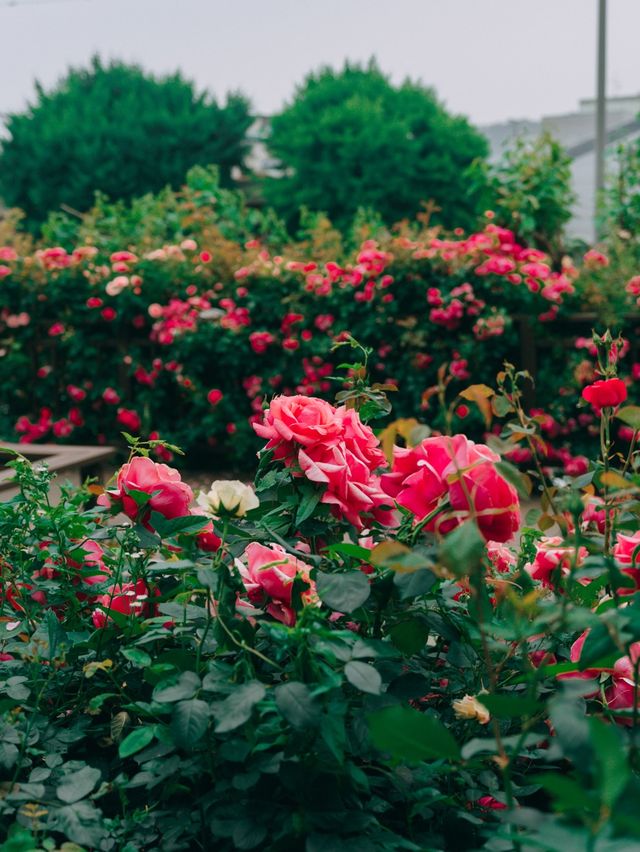 서울 장미명소🌹