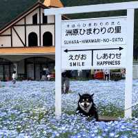 フォトジェニックな花畑　洲原ひまわりの里