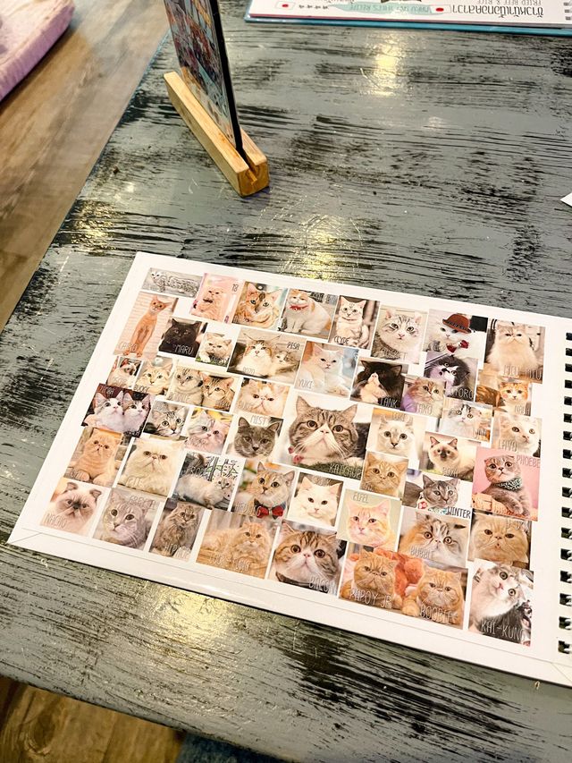 คาเฟ่แมว ย่านราชเทวี😸