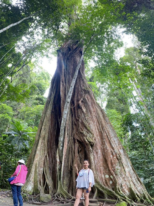 Piyamit Millennium Tree