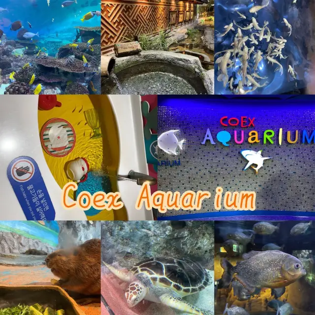 江南超出名水族館🤩Coex Aquarium 