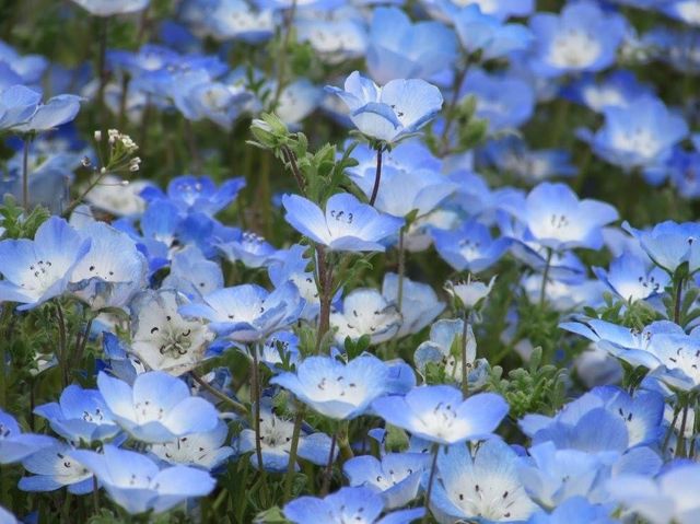 遊日本·茨城縣國營常陸海濱公園