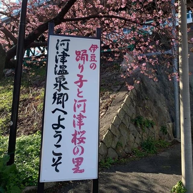 河津櫻～ 2020