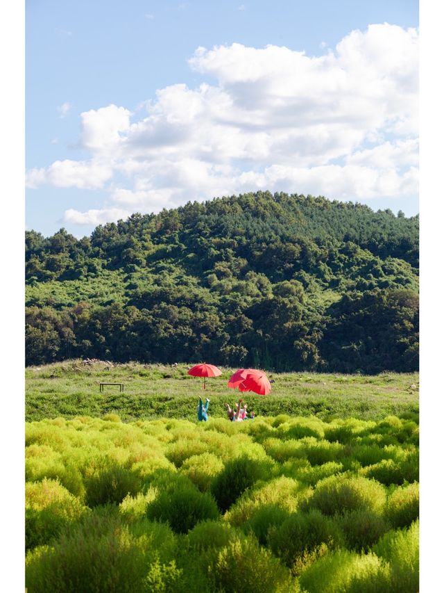 연천 가시면 여기도 가보세요 <댑싸리 공원>