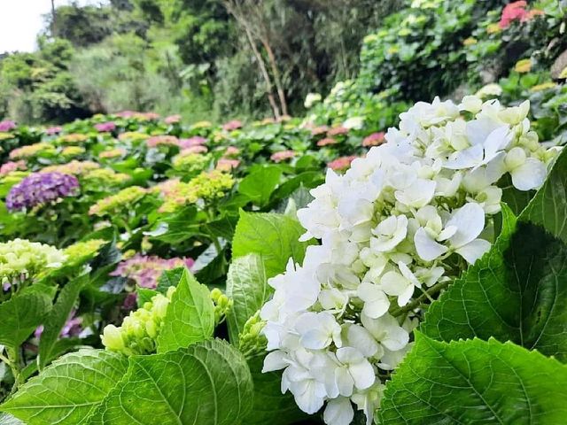 【台北】情侶景點-名陽圃休閒農莊