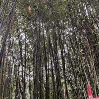 Baguio Bamboo Sanctuary