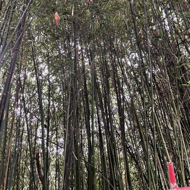 Baguio Bamboo Sanctuary