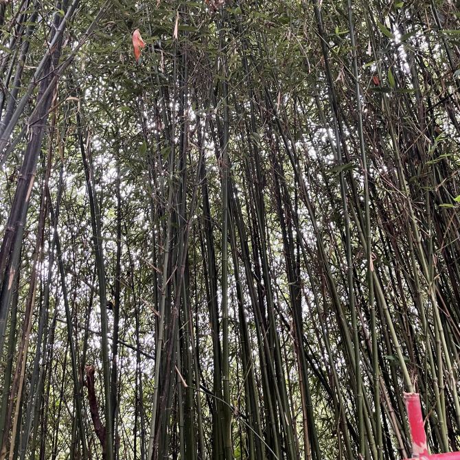 Baguio Bamboo Sanctuary Tokyo Travelogues