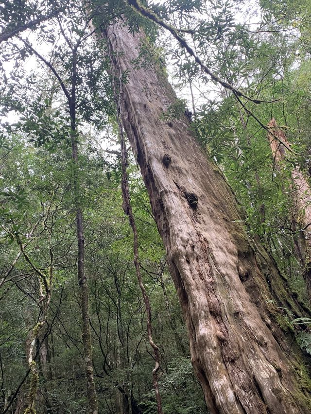 新竹秘境-司馬庫斯巨木群