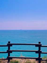 유채꽃이 가득한 부산 속 제주도 ‘오륙도 해맞이공원’🌼