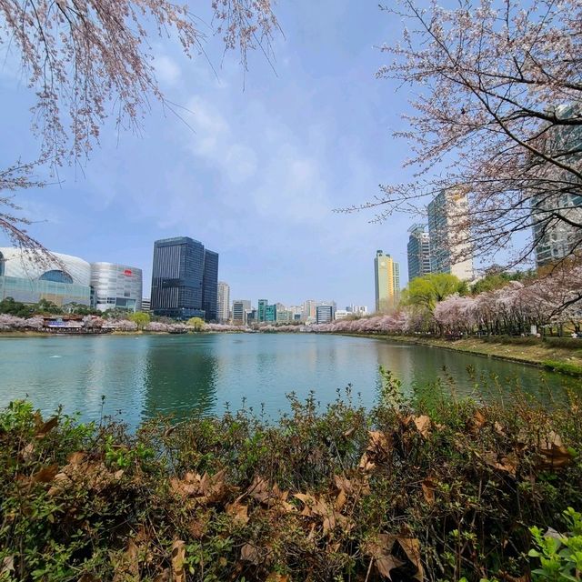 석촌호수 벚꽃축제