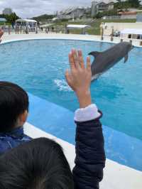 海豚餵食體驗學習 | 沖繩旅行