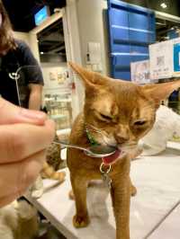 打卡餐廳 🍴有冇人係貓貓控🐱？