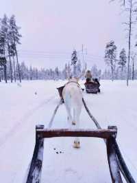 Reindeer Sleigh Ride @Lapland 