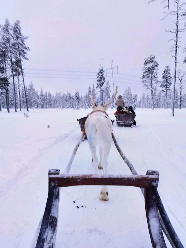 Reindeer Sleigh Ride @Lapland 