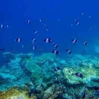 The Amazing Marine Life In Maldives 