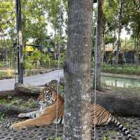 近距離接觸老虎🐯芭堤雅人氣老虎🐅樂園