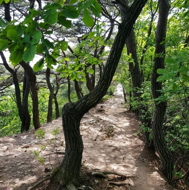 수원 피크닉 광교산 등산