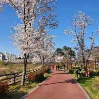 수원 벚꽃맛집은 🌸신동카페거리🌸
