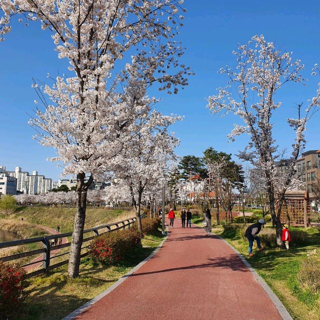 수원 벚꽃맛집은 🌸신동카페거리🌸