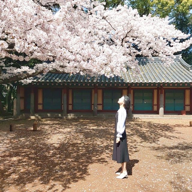제주 벚꽃 명소 삼성혈