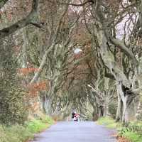 My GOT Fans… The Dark Hedges!