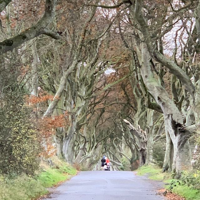 My GOT Fans… The Dark Hedges!