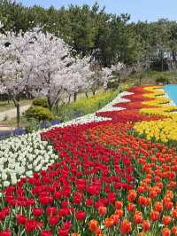 태안 세계 튤립 축제🌷🌷🌷