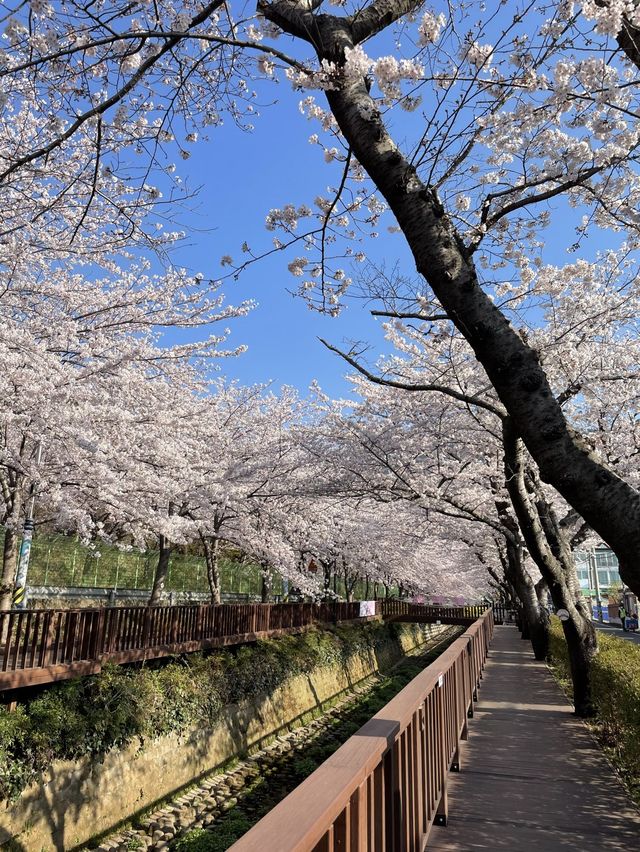 진해 벚꽃 명소 :: 여좌천🌸🌸🌸