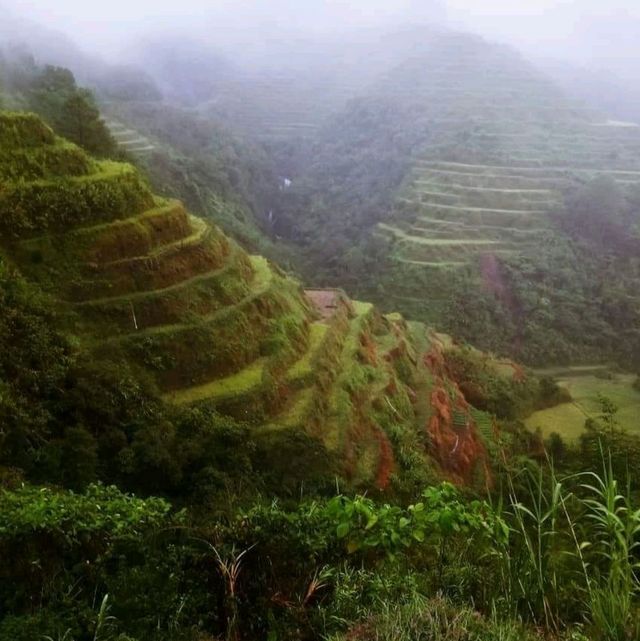 Banaue Rice terraces