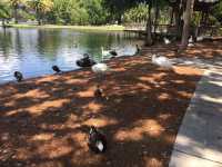 Sunday afternoon walking at Lake Eola Parl 