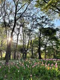 매년 봄이 기다려지는 서울숲 튤립🌷