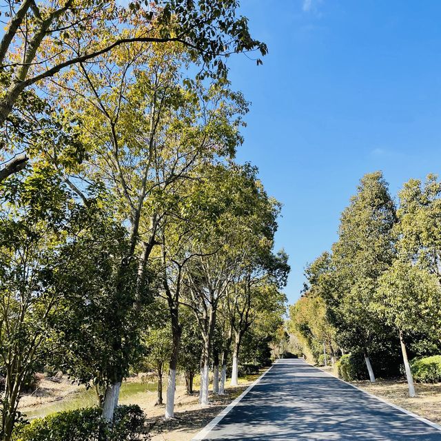 Chongming Island🌱🌿🌲