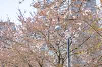 馬車道の桜並木景色