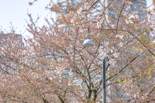 馬車道の桜並木景色