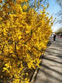 Cherry blossoms in Beijing 