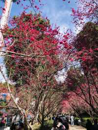 Sun Moon Lake + Formosan Aboriginal Culture Village + cable car + cherry blossoms