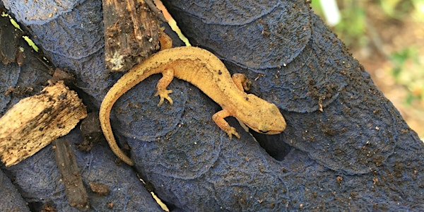 Intro to Biodiversity Action Plans | Grow Wilder