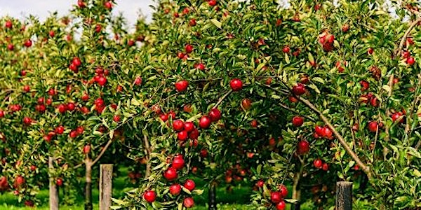 Orchard Management Day | Somerset Rural Life Museum