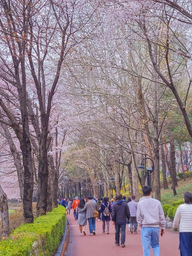 서울 벚꽃 명소 추천, 잠실 석촌호수