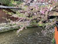 京都　KYOTO SAKURAめぐり❗️祇園白川の桜に感動❗️
