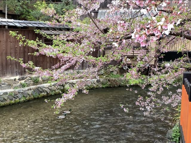 京都　KYOTO SAKURAめぐり❗️祇園白川の桜に感動❗️