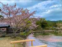 京都　KYOTO SAKURAめぐり❗️大覚寺の桜に感動❗️