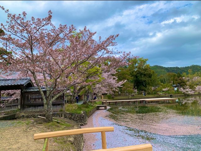 京都　KYOTO SAKURAめぐり❗️大覚寺の桜に感動❗️