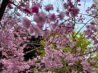京都　SAKURA 桜めぐり❗️聖徳太子が創建した六角堂の桜に感動❗️
