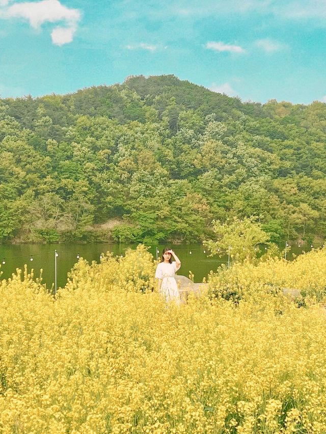 경주에서 유채꽃 풍경 제일 예쁜 카페🌼