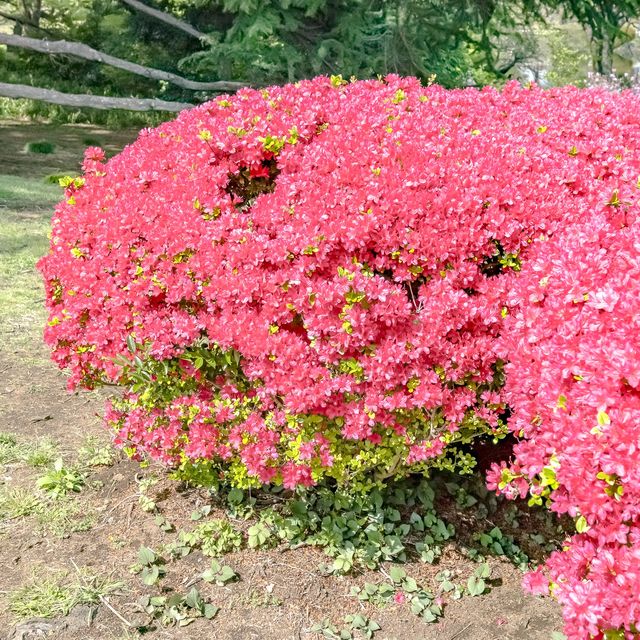 はるの新宿御苑のツツジ畑