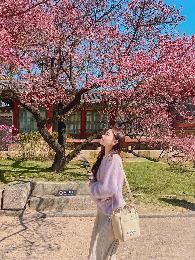 창덕궁에 핀 홍매화🌸💓