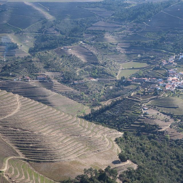 포트와인의 산지, 도우루 밸리로 떠나는 여행🇵🇹🍷
