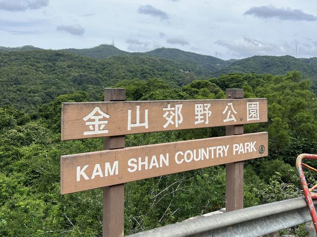 馬騮滿山的金山郊野公園